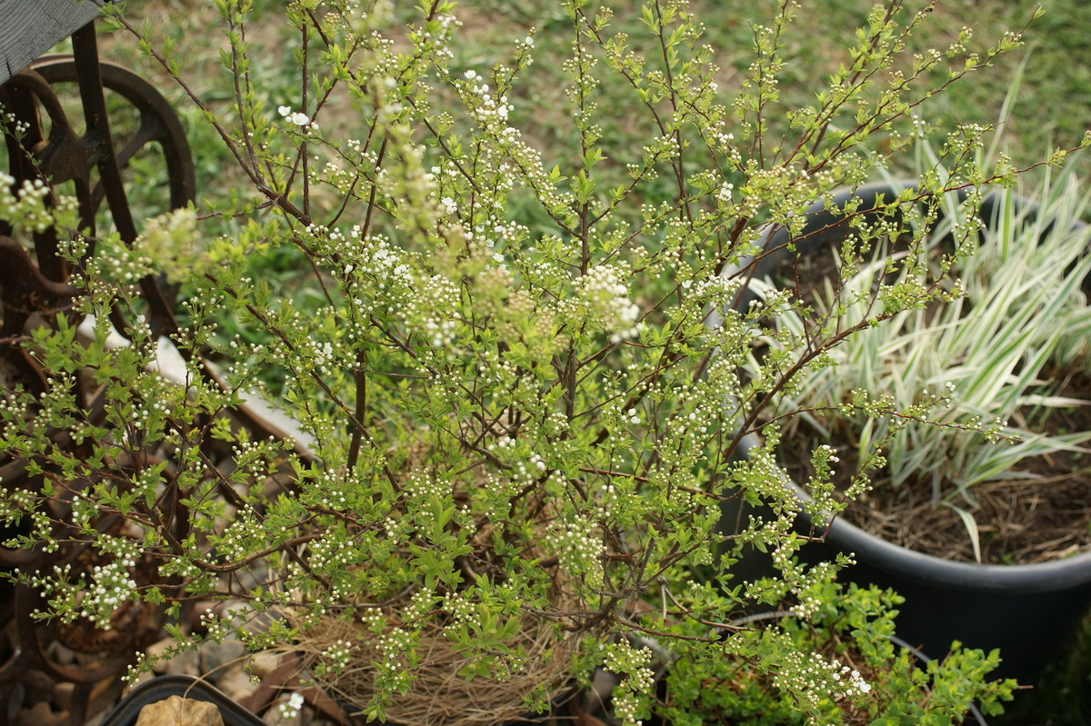 Спирея серая грефшейм, фалярис тростниковый 