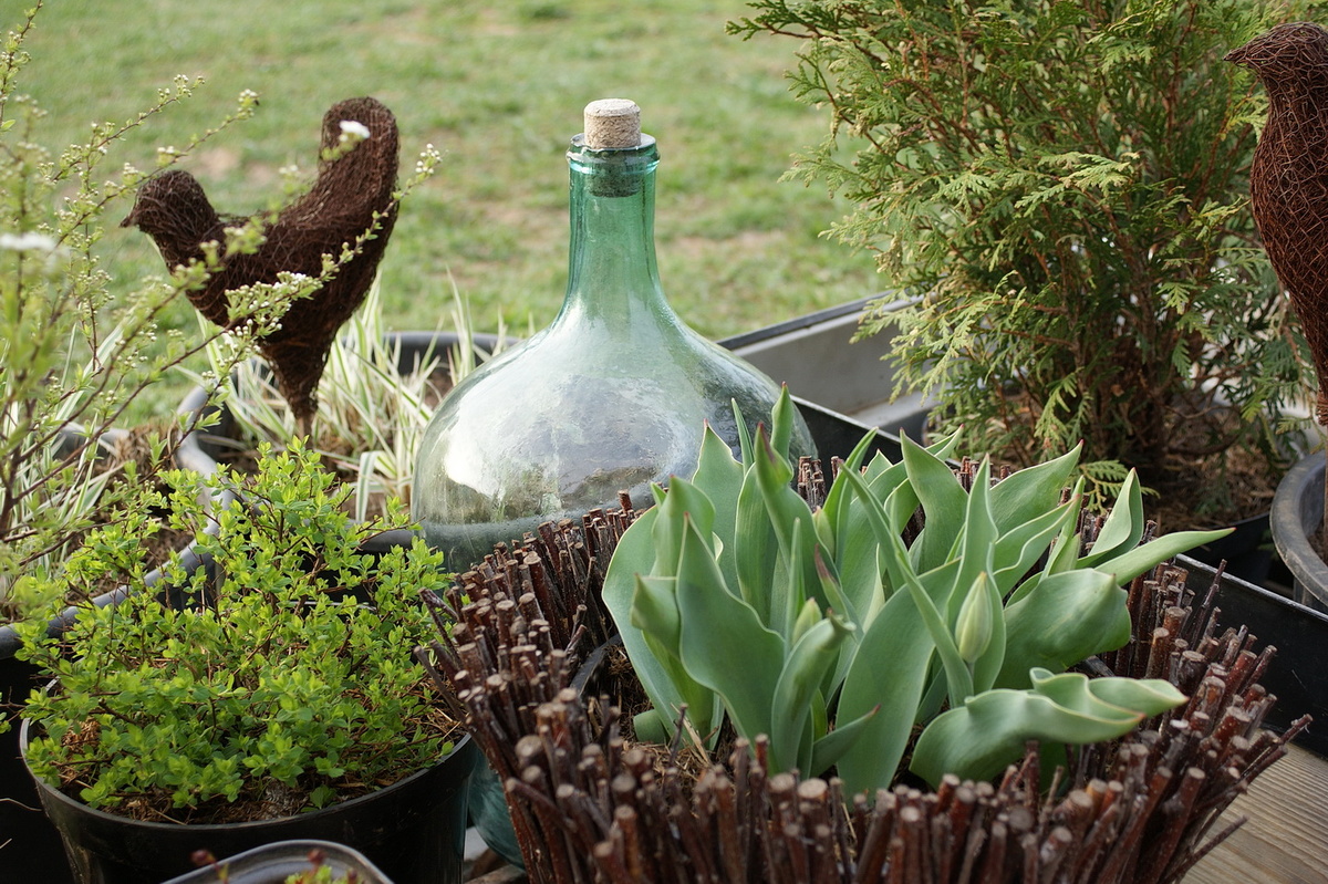 Тюльпаны, спирея японская литл принцесс, туя вудварди, фалярис тростниковый, спирея серая грефшейм. 