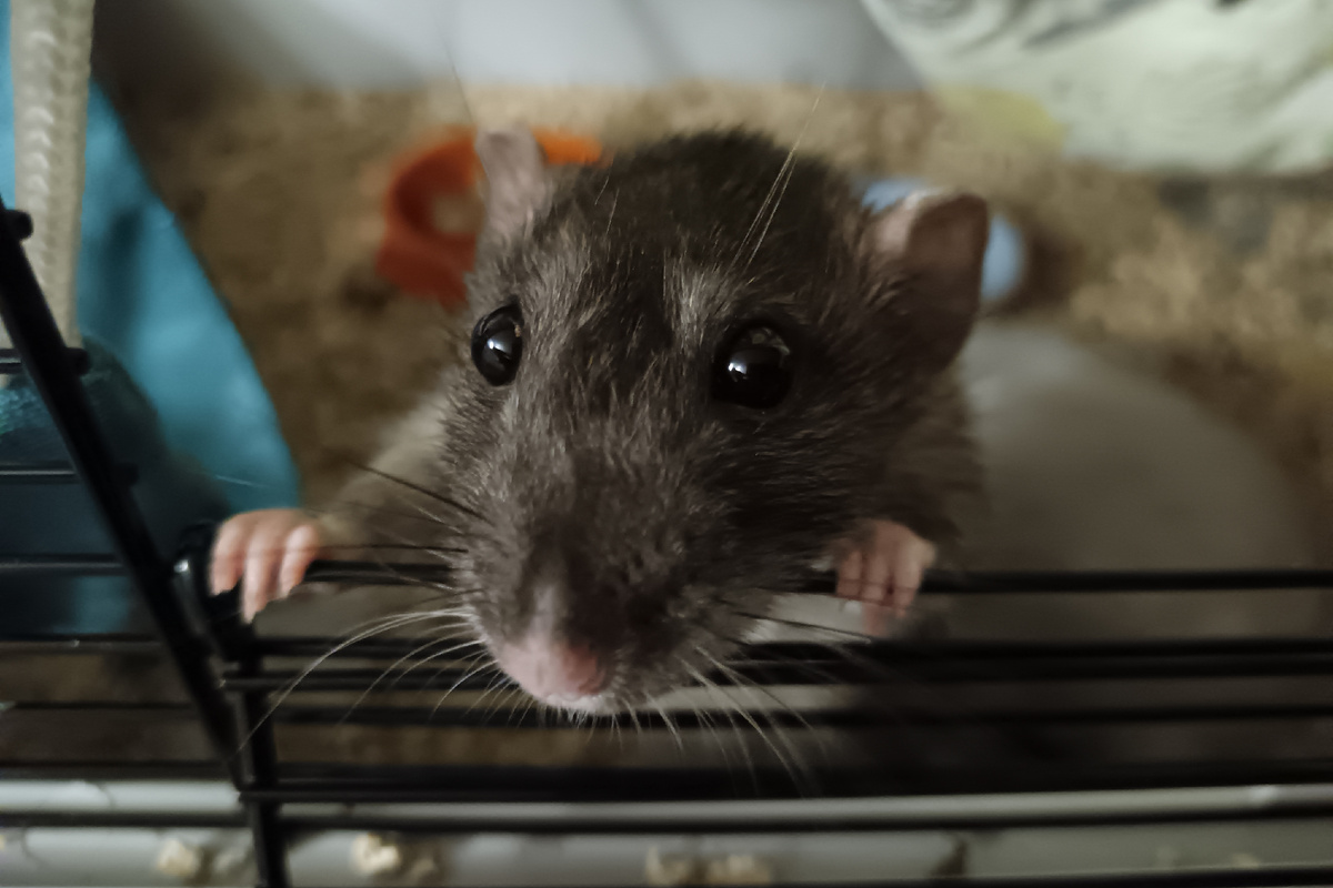 Бела не хочет, а я то не против полакомиться! Дай кусочек колбаски! Не вредничай 😁