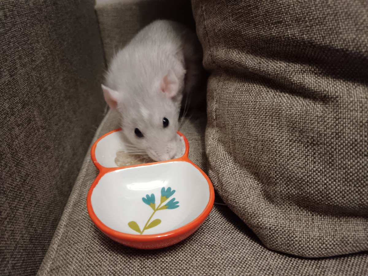 Белусик мой ❤️