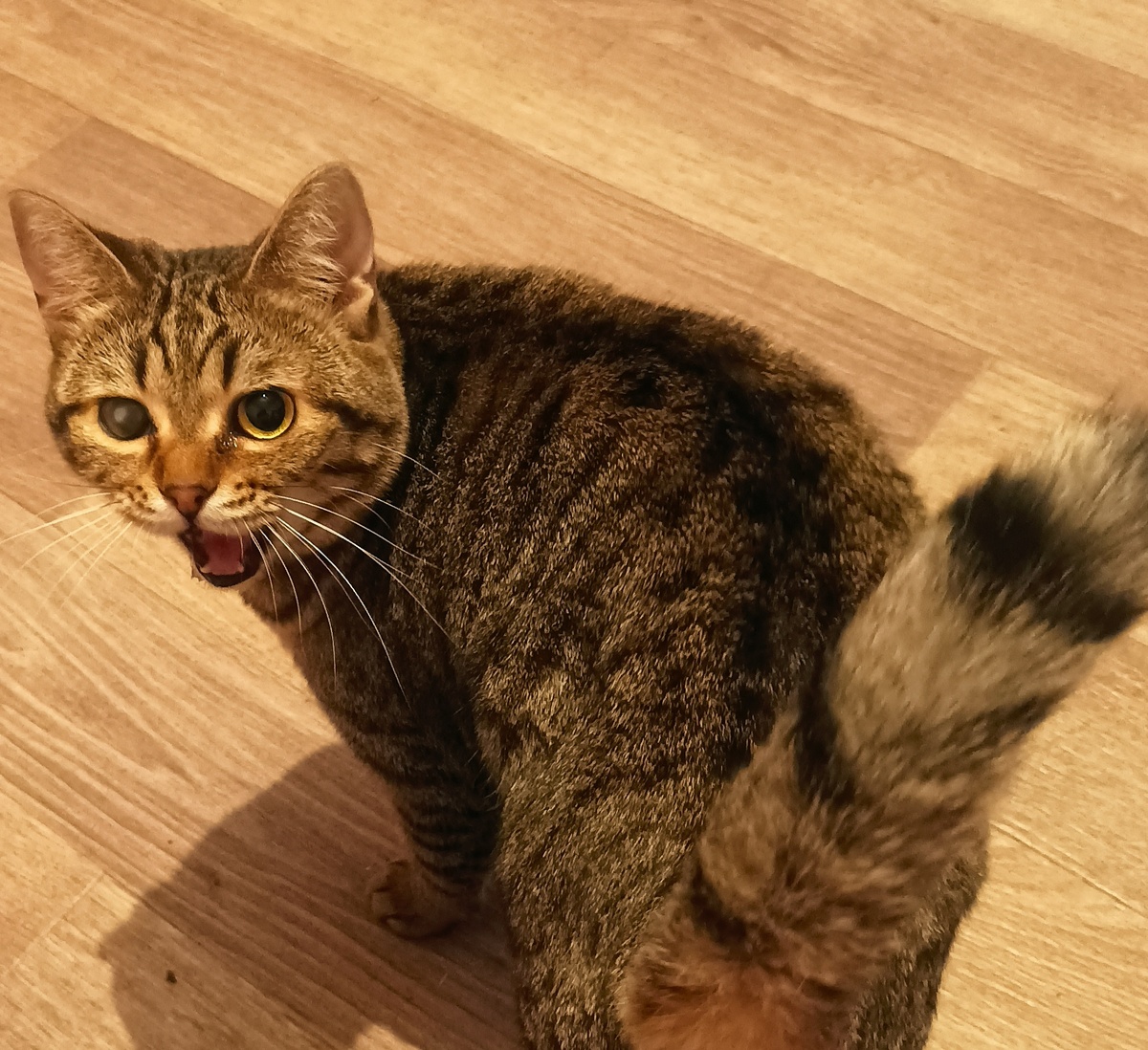 Хотела мявкнуть, но зевота напала