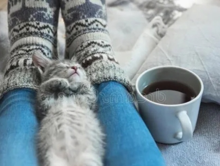 Кошка постоянно спит у вас в ногах – стоит ли беспокоиться