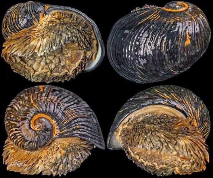 Чешуйчатая улитка Chrysomallon squamiferum. Фотография из интернета