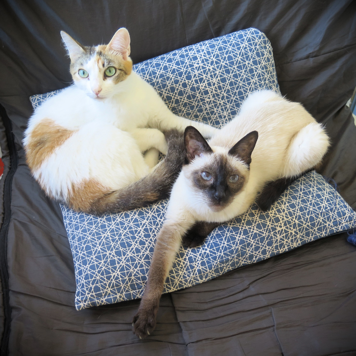 Фотографии авторские, пока не разбежались.