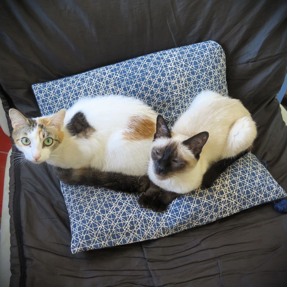 Трёхцветная троллить не умеет, но учится.