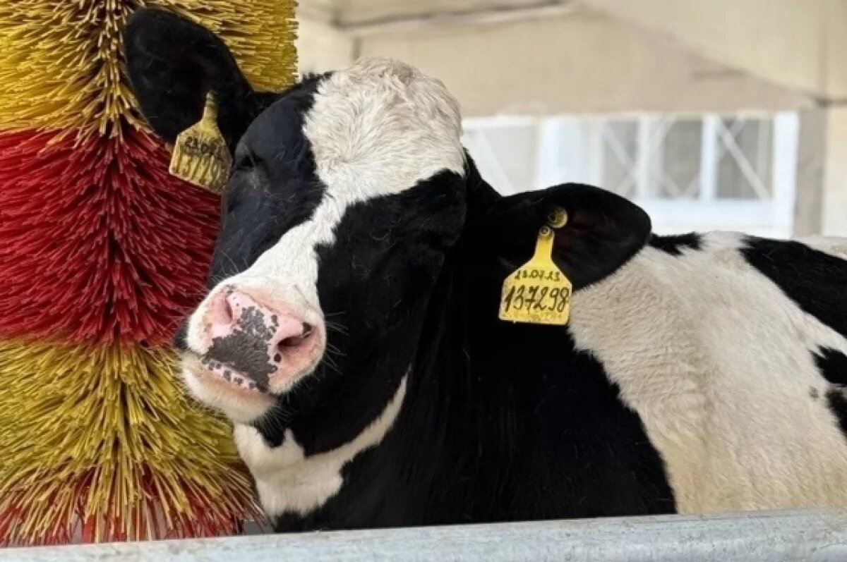    В Калужской области открыт комплекс по выведению животных