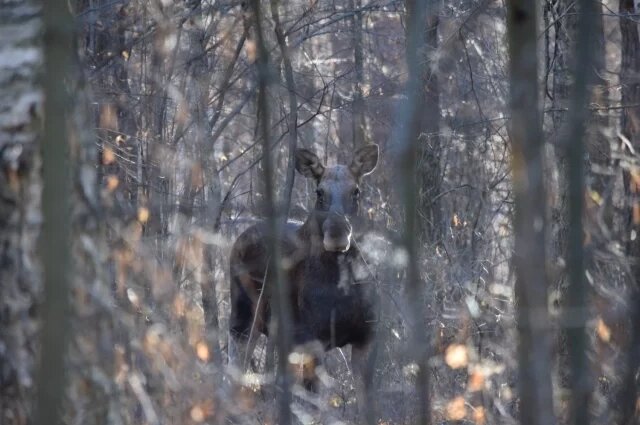    Что делать автомобилисту, если он увидел на дороге лосей?