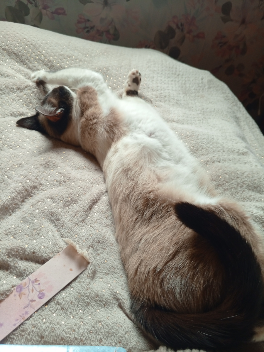 Вот вам кошень в тему погоды. Это она так спит🙂