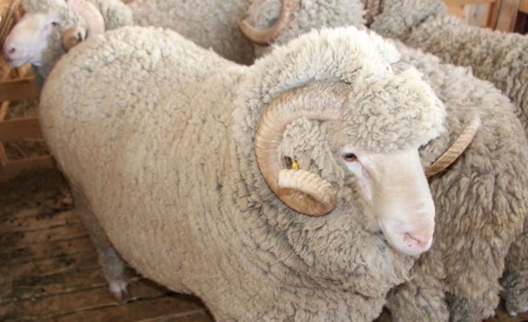    Ставропольские животноводы - участники XXV Российской выставки племенных овец и коз