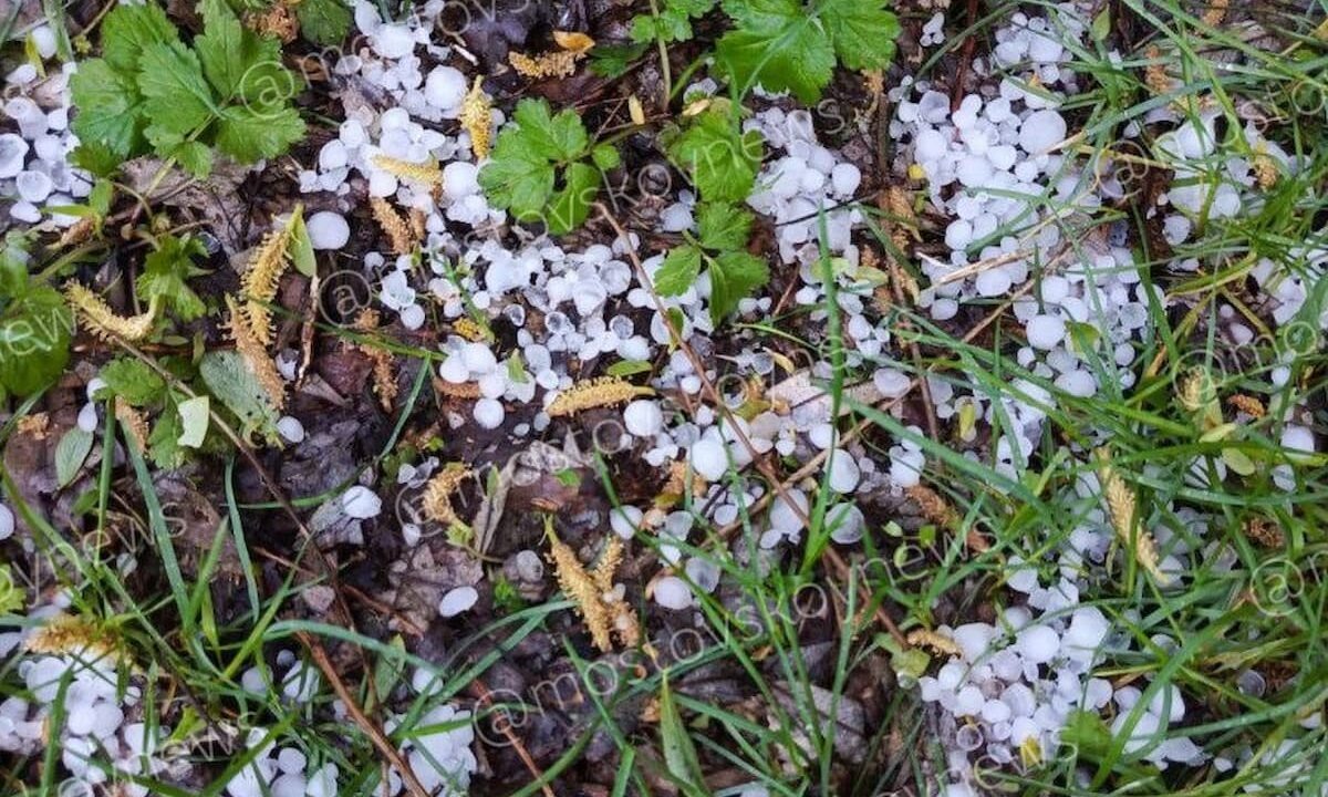    Фото t.me/mostovskoynews