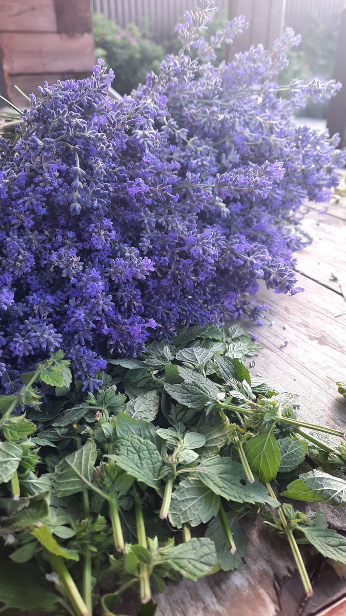 Моя лаванда+ мята