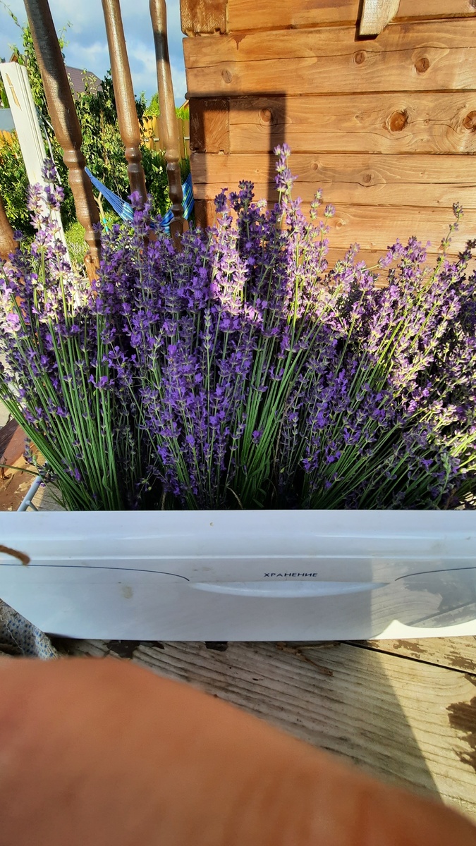 Лаванда моя