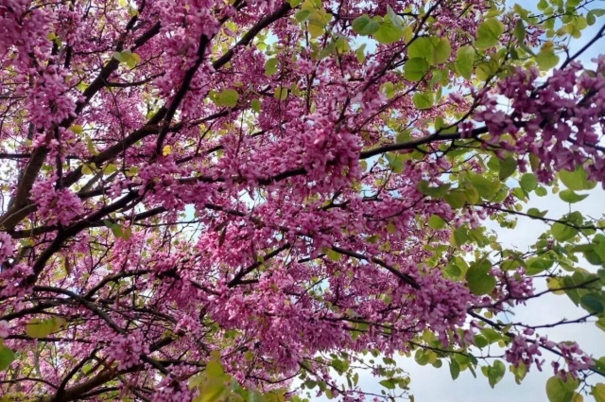    В Симферополе расцвела сакура