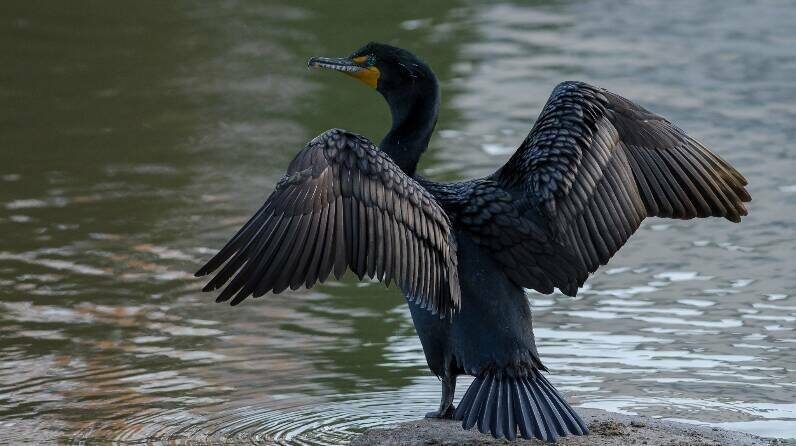 Из нетипичных видов, замеченных в нашем регионе, ученый назвал большого бакланаФото: пресс-служба Госкомитета РТ по биоресурсам