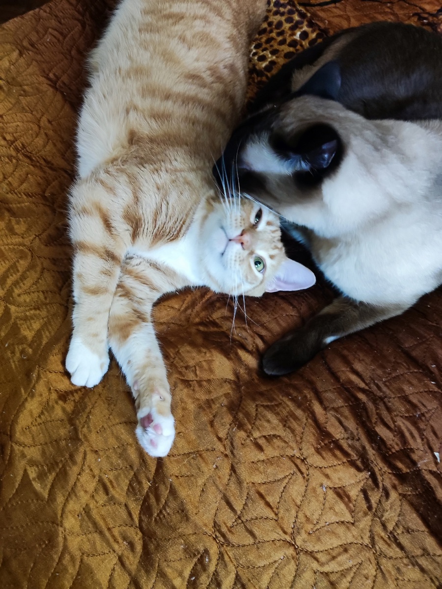 Шурик и Мурчик