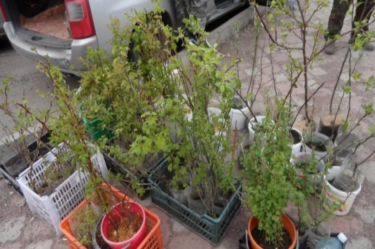    Тверичанам рассказали, как правильно выбрать саженцы