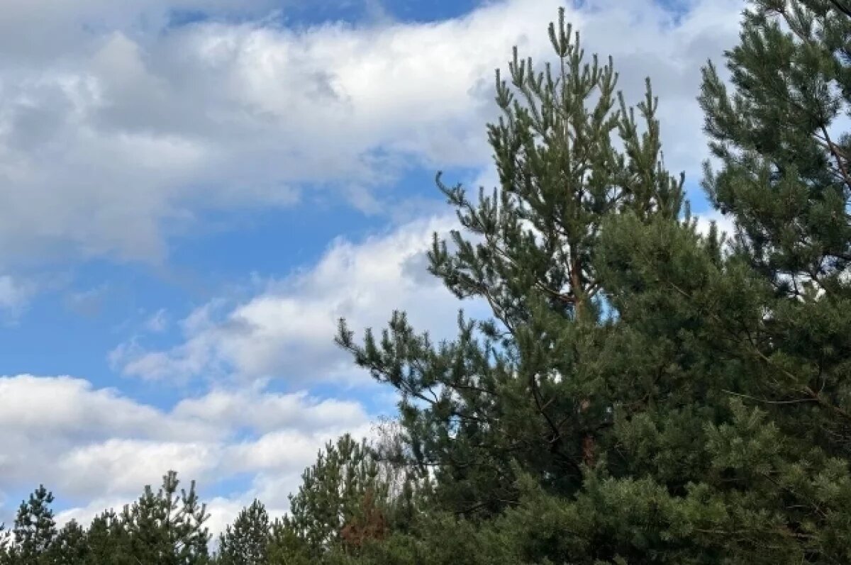    Высокий четвертый класс пожарной опасности установили в воронежских лесах