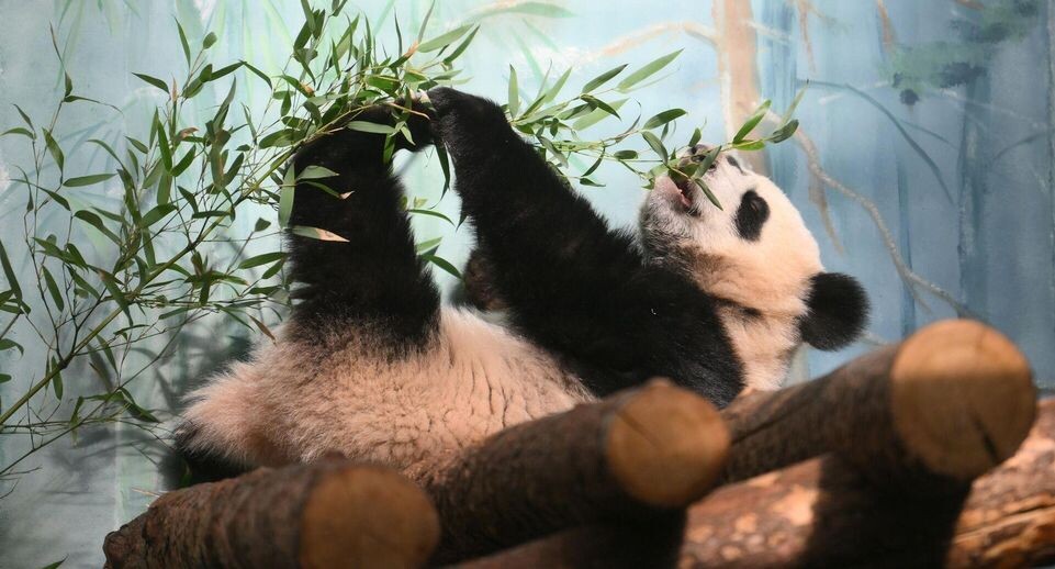    РИА «Новости»