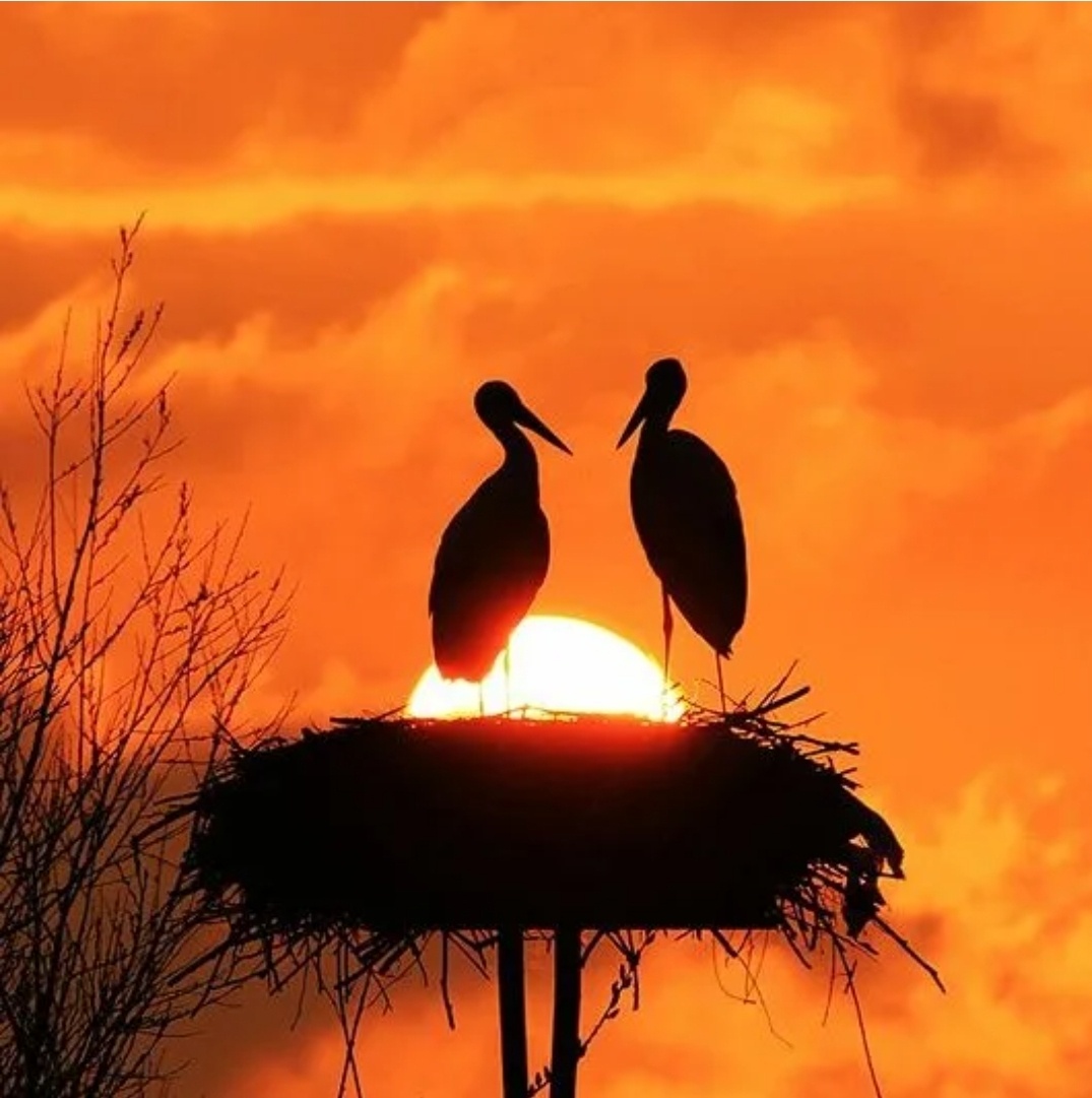 Оранжево-красная цветовая гамма эмблемы Фестиваля выбрана не случайно - это закатные оттенки. Всё как в рассказе "Солнце в аистовом гнезде". 
