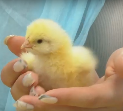     Школьникам из Миндерлы Сухобузимского района показали птицефабрику