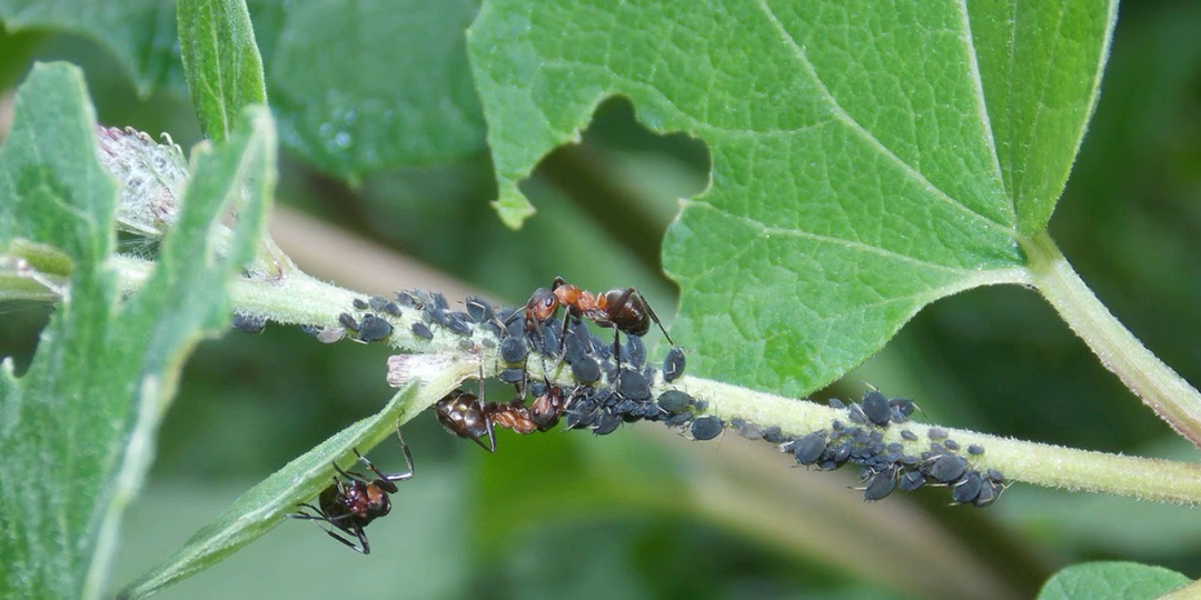 А зачем травить? Китаец раскрыл простой способ избавления от тли