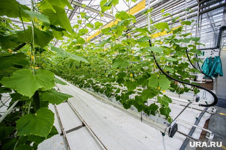    При посадке огурцов необходимо ориентироваться на метеорологические условия