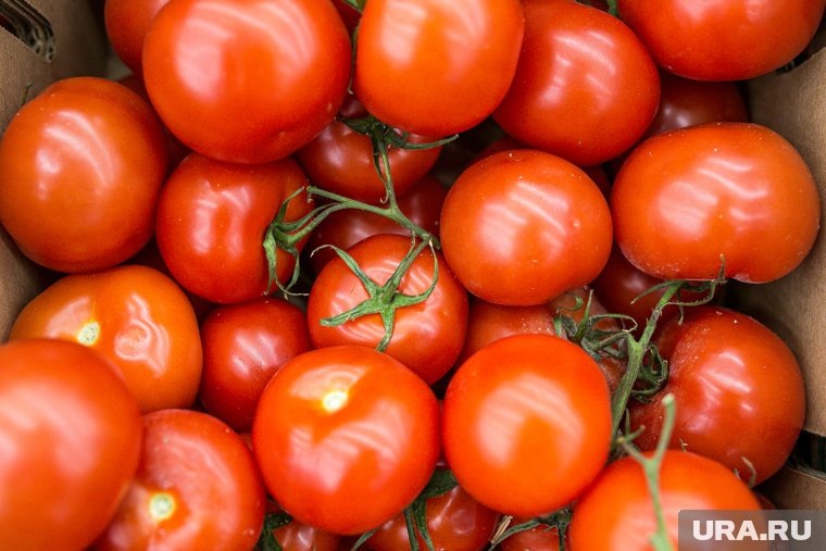  Правила посадки помидоров в теплице: пошаговая инструкция для начинающих  📷
