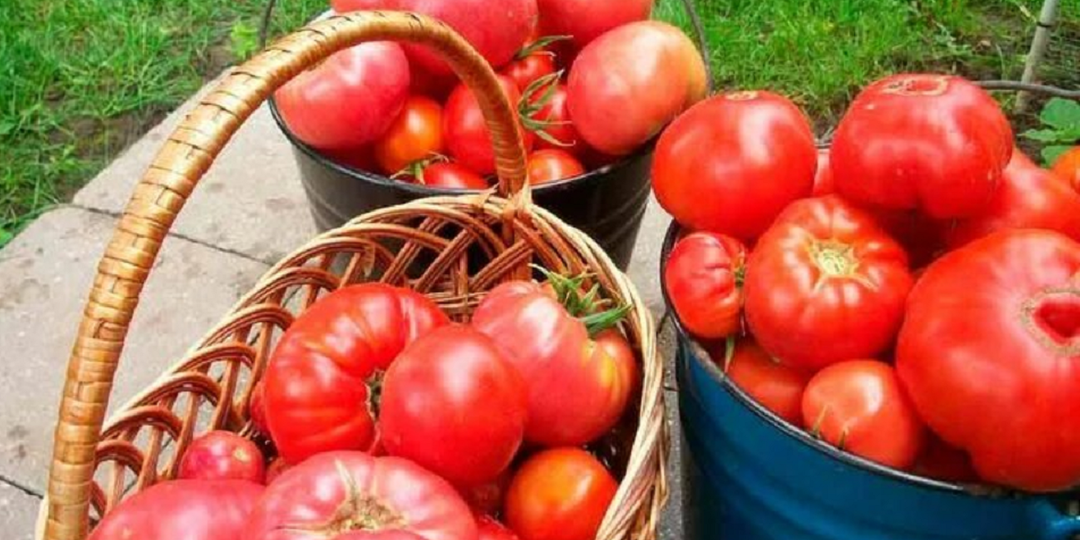 Каждую весну меня спасает: Самодельная подкормка, после которой помидоры будут ломиться от урожая