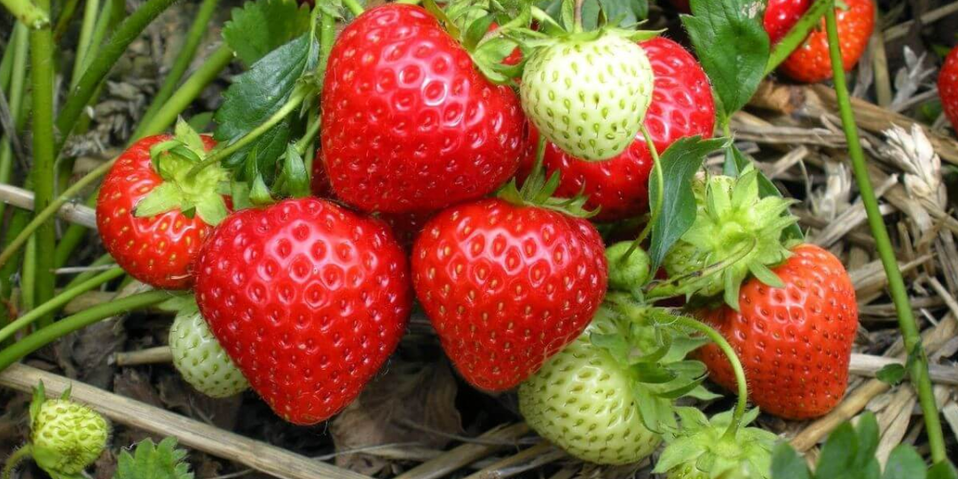 Соседка раскрыла лучшее удобрение для клубники! Внуки в восторге. Собираю урожай ведрами, ягоды очень сладкие и крупные