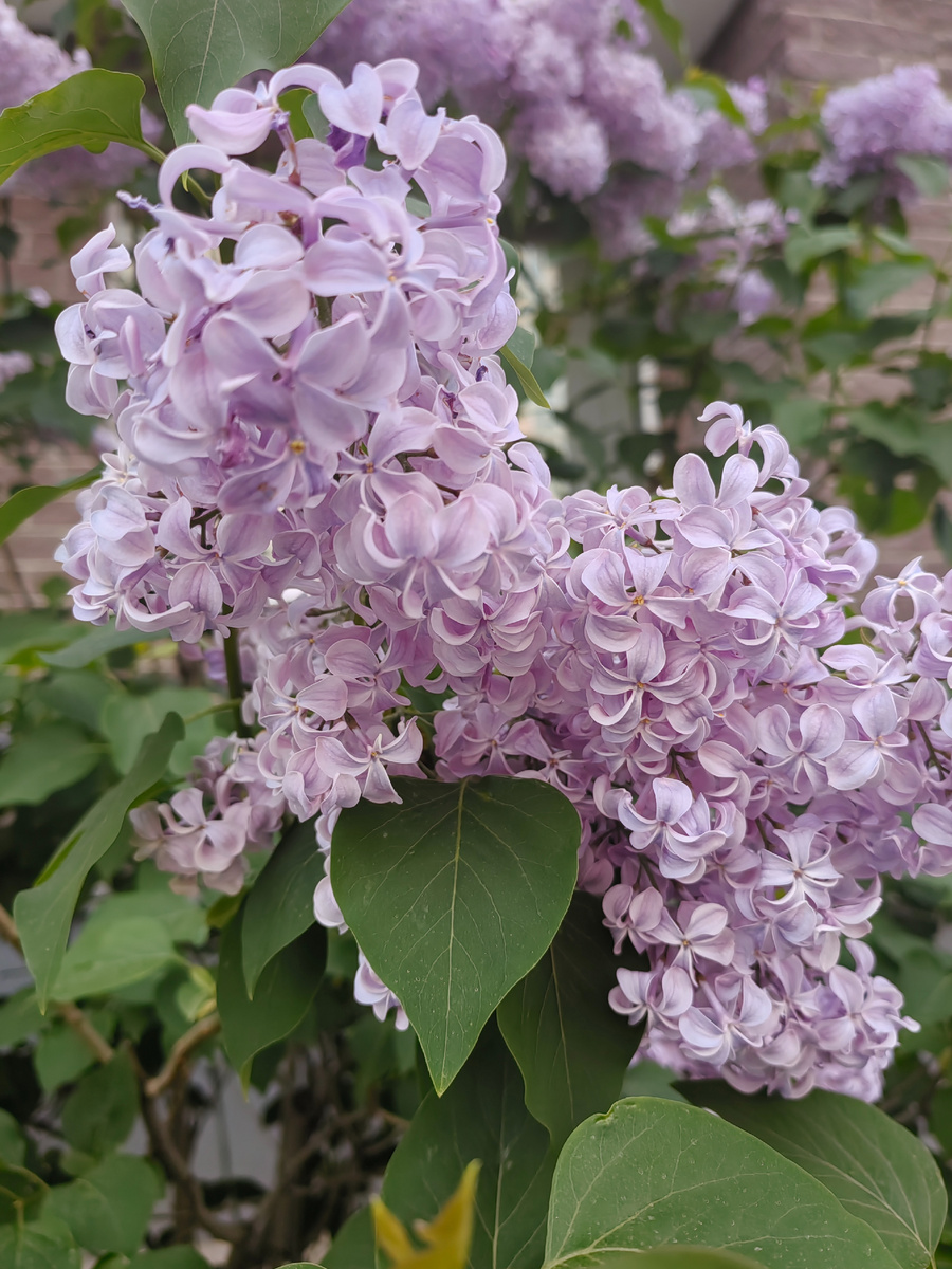 Сирень распустилась