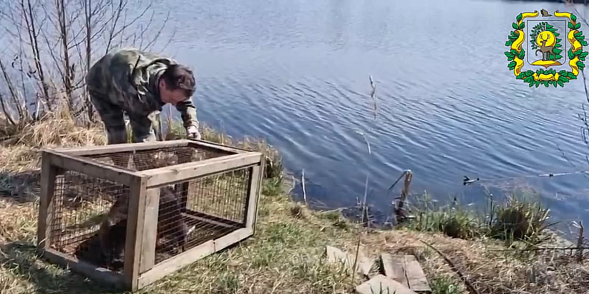    Сейчас бобра перевезли в естественную среду обитания