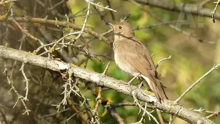 В Курскую область прилетели соловьи.

- 22 апреля - это рекорд, пока самая ранняя известная дата прилета за все время наблюдений для Курской области. Точнее, дата первой песни... прилететь он мог и на день-два раньше, только сидел молча и на глаза не попадался, - рассказал Павел Кудрин в паблике "Птицы города Курска".

Видео снято в Соловьиной роще.