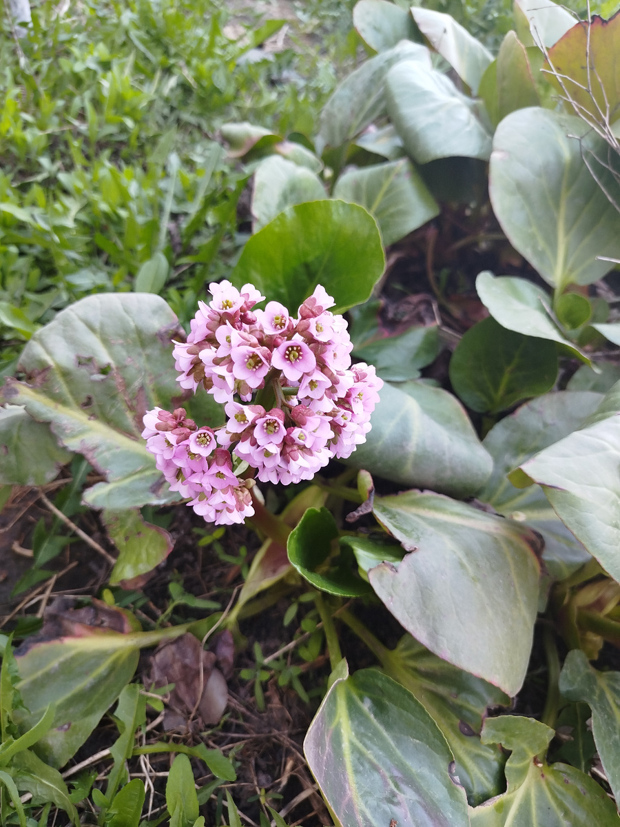 Бадан цветет