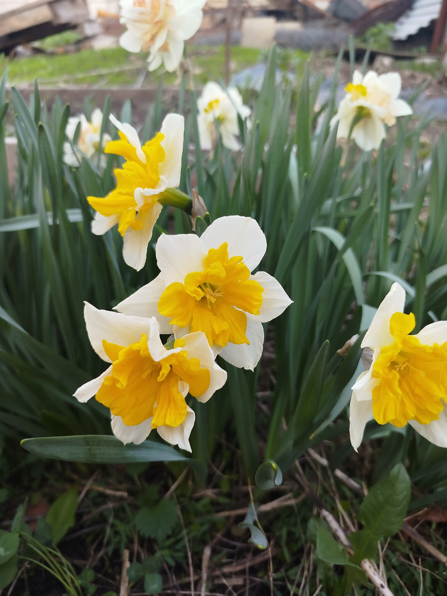 Нарциссики сортовые цветут