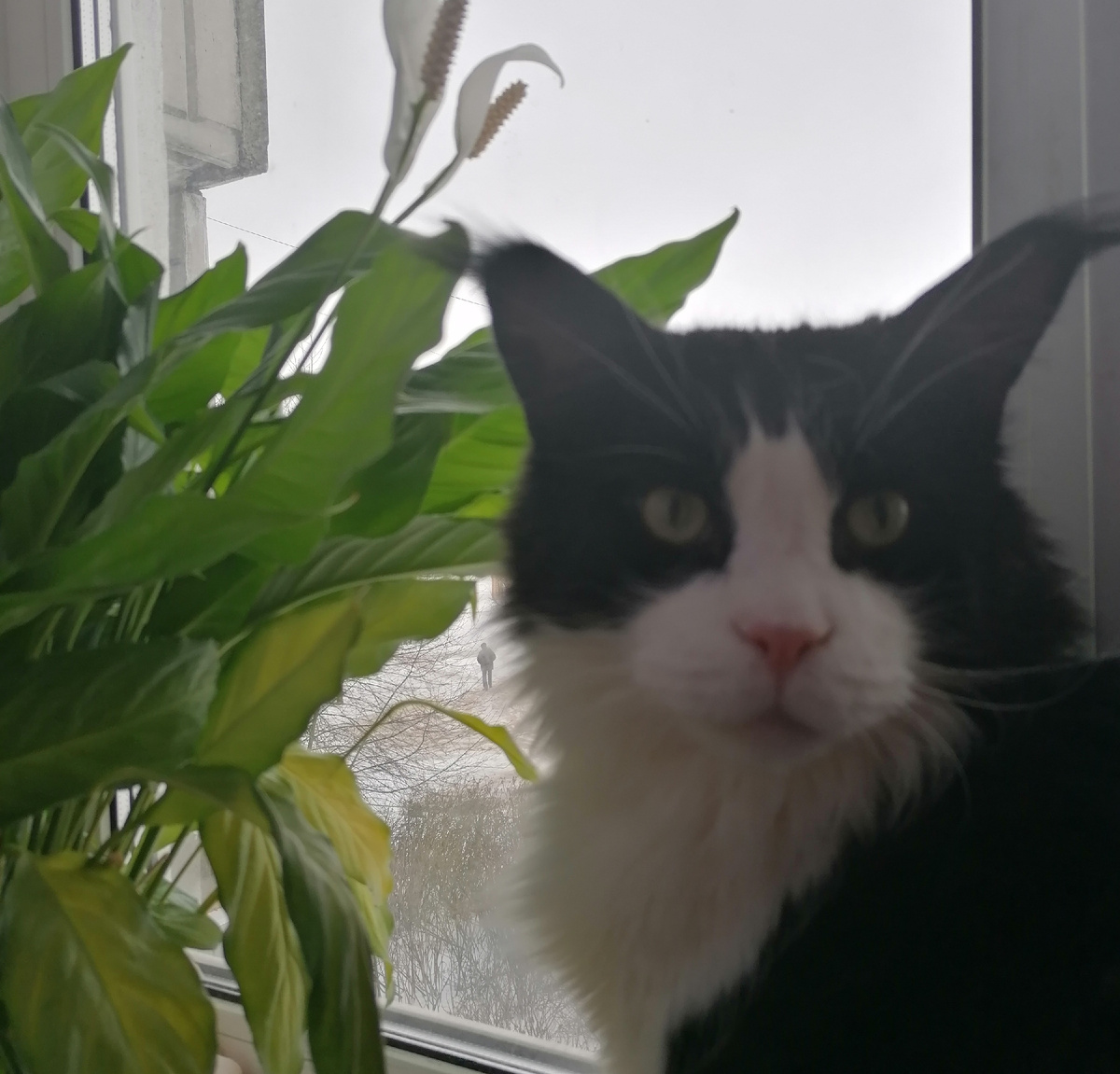 Спатифиллум не трогает