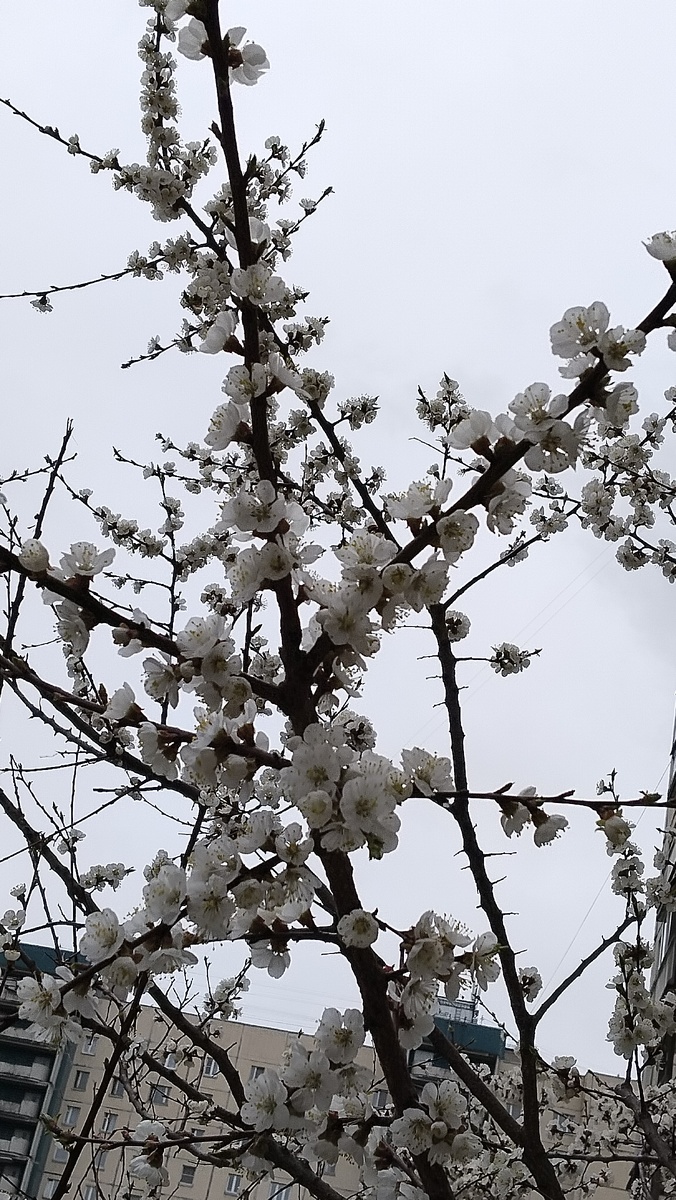 В Петербурге цветёт абрикос.