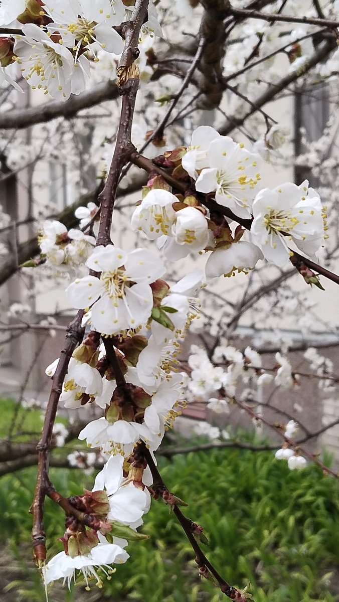 Цветёт абрикос, плодов не бывает, так как некому опылять.