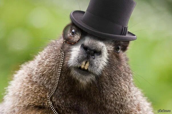 ну вот примерно такой вот товарищ))