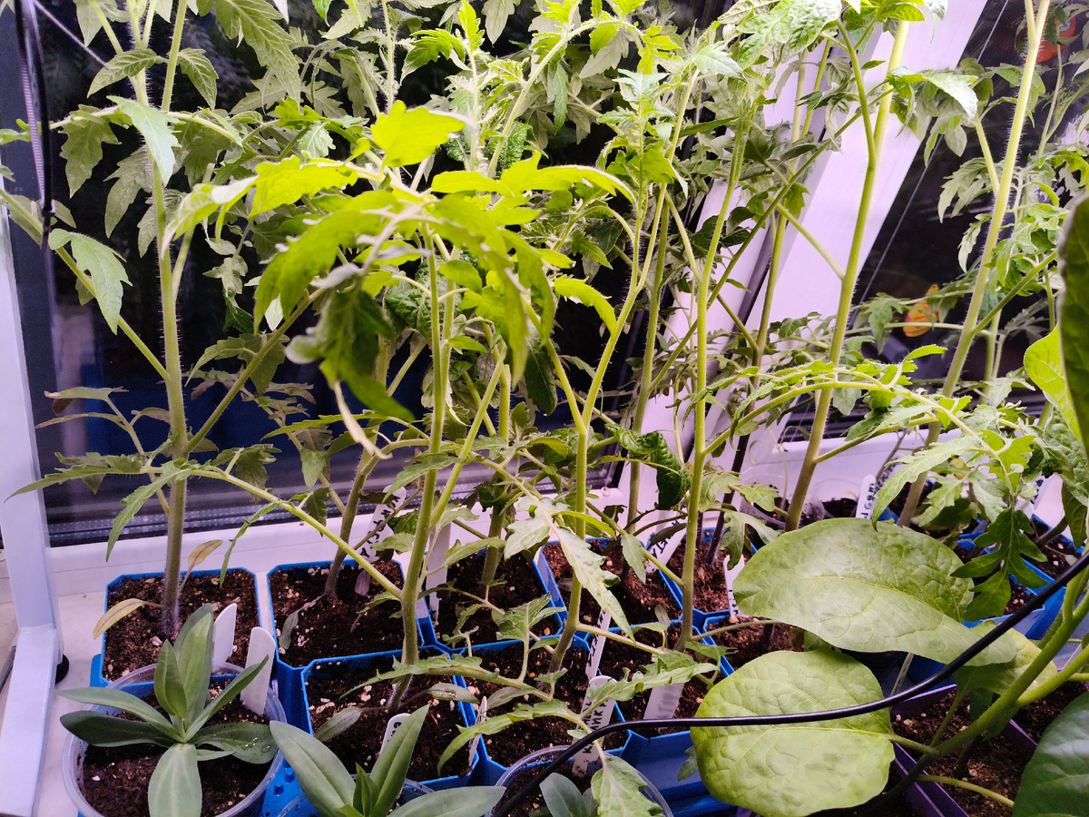 Томатный лес. 