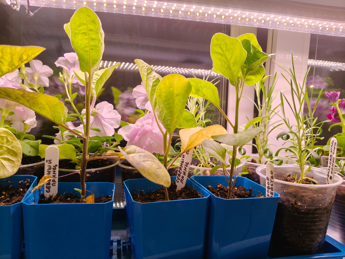 Моя рассада в 2025 году. 