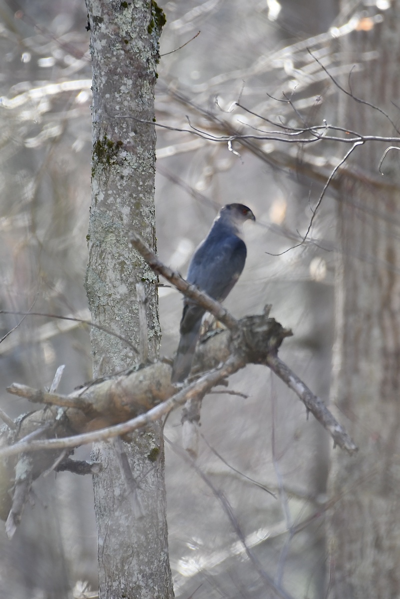 Максимальный зум, и это еще фото очень обрезано, но какой красноглазый красавец! +1 хищник в моей коллекции )