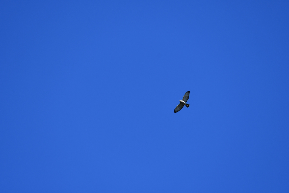 Опять таки максимальный зум и по фото понятно только, что это канюк..