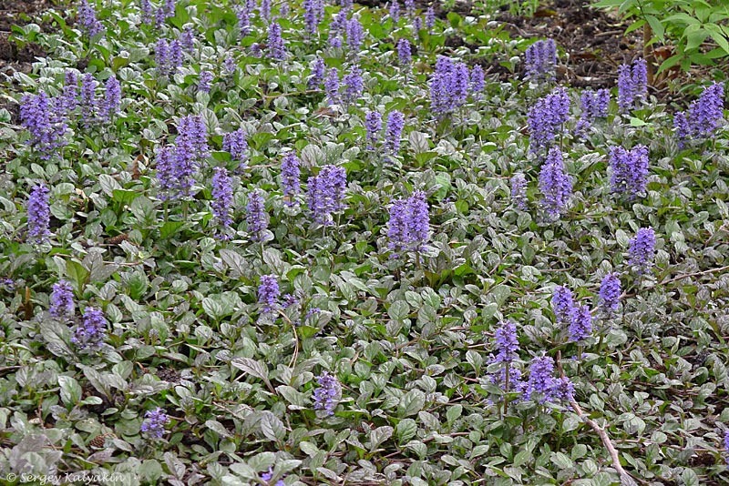 Живучка ползучая