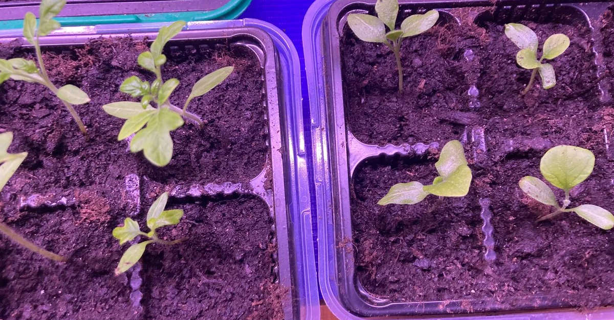 Рассада помидоров и баклажанов, в отличие от цветочной, чувствует себя хорошо. Фото автора