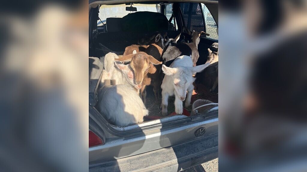    Через Оренбургскую область из Башкирии пытались вывезти 11 козлят