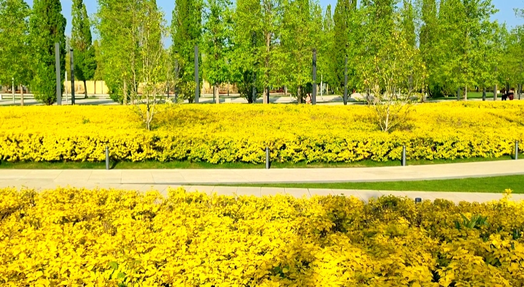 🌿🌼🌿🌼🌿🌼🌿