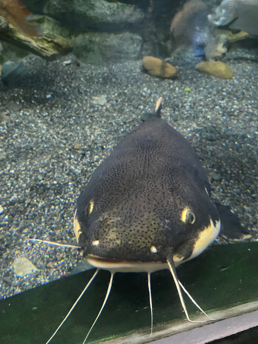 Большая рыба в большом аквариуме, высокий уровень эмпатии подсказывает мне, что рыбе не очень хорошо там, внутри, но если ее выпустить на свободу, то она точно погибнет… Вечная дилемма. Фото автора и измышления его же.