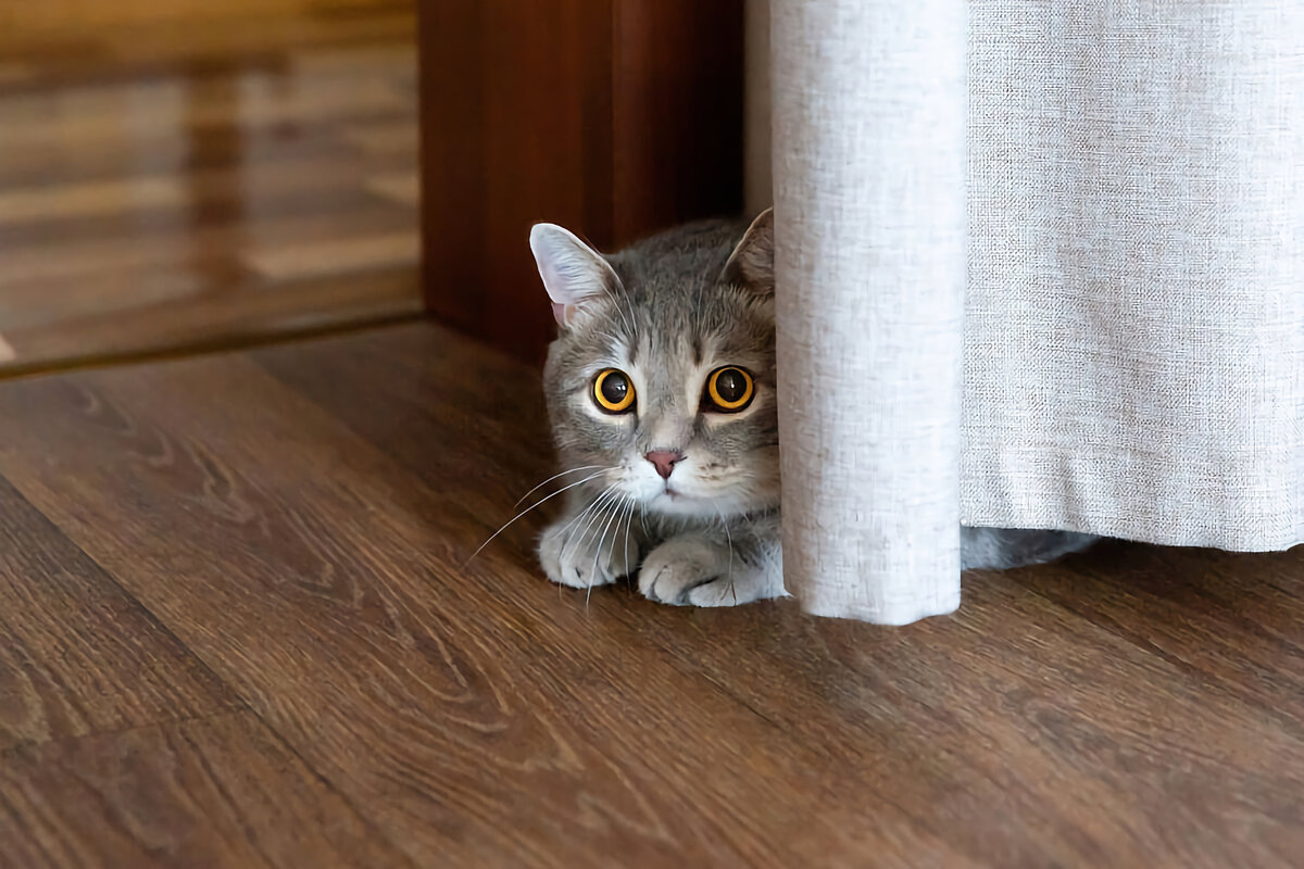 Фото из Интернета.