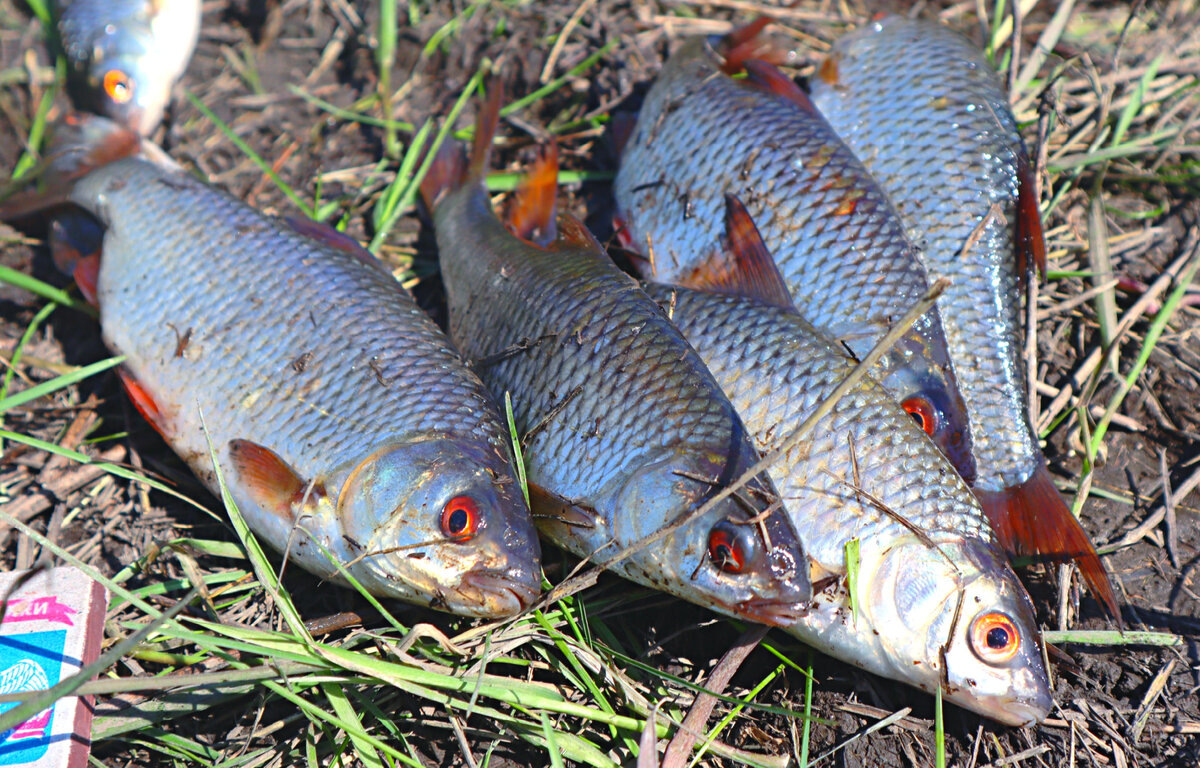 Фото взято из открытых источников