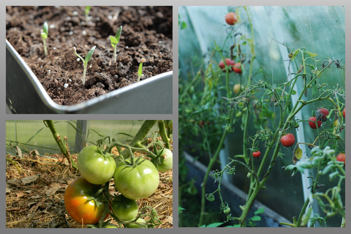 Томаты в теплице/pixabay.com